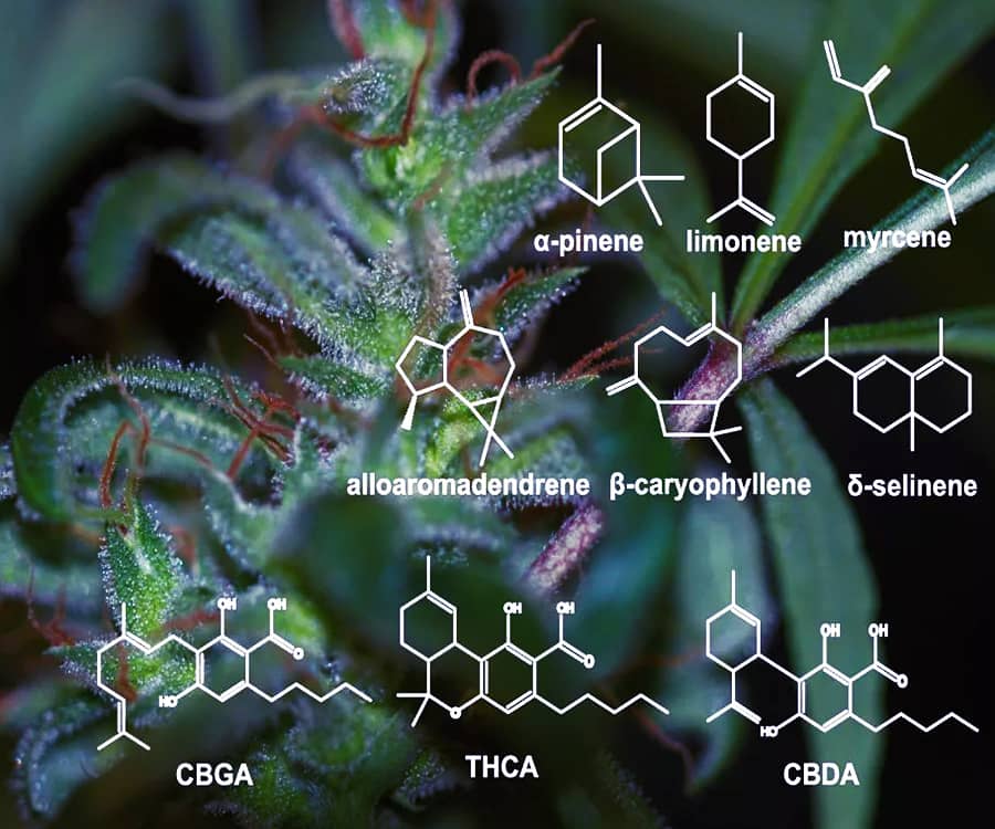 Формули канабіноїдов та терпенів